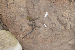 Cnemaspis mysoriensis