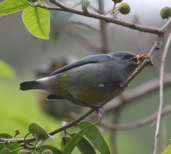 Euphonia jamaica