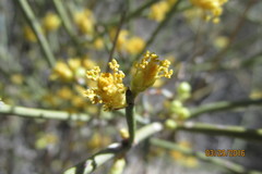 Ephedra nevadensis