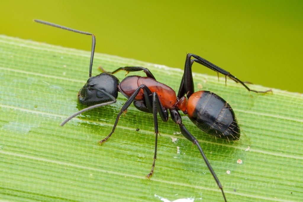 Camponotus obscuripes