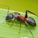 Camponotus obscuripes - Photo (c) Jonghyun Park,  זכויות יוצרים חלקיות (CC BY), הועלה על ידי Jonghyun Park