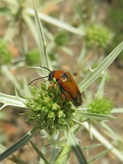 Stenoria apicalis