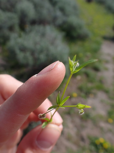 Image of Galium bifolium by no rights reserved