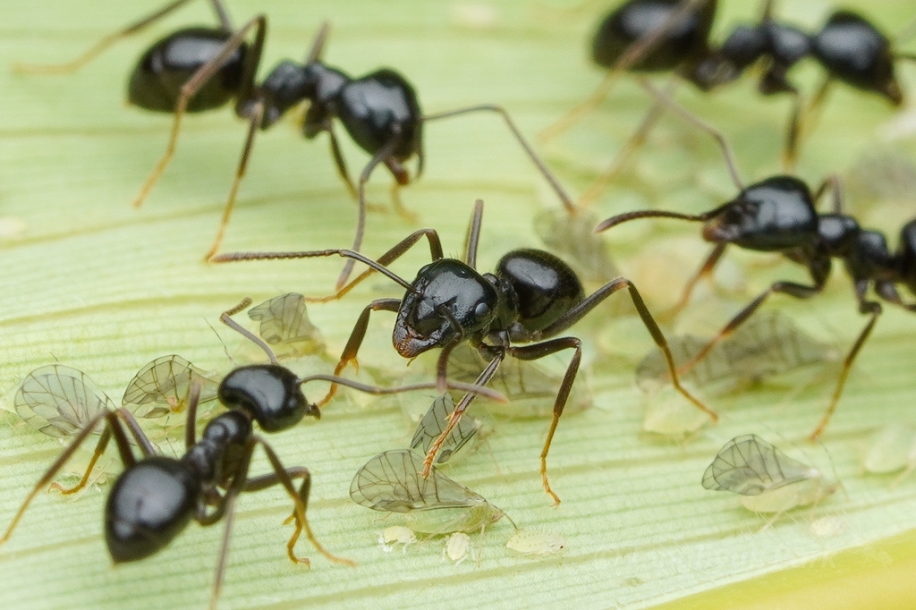 Dendrolasius