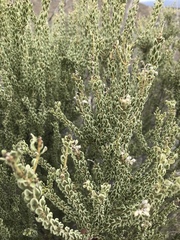Mortonia scabrella