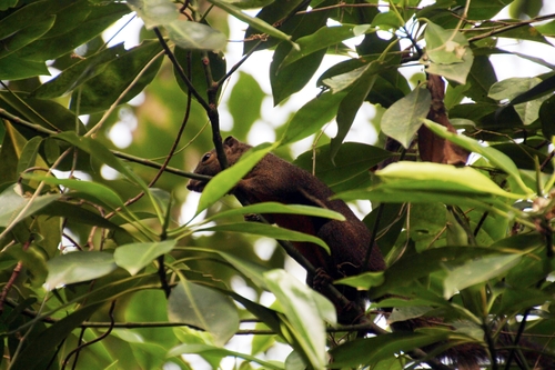 Plantain Squirrel