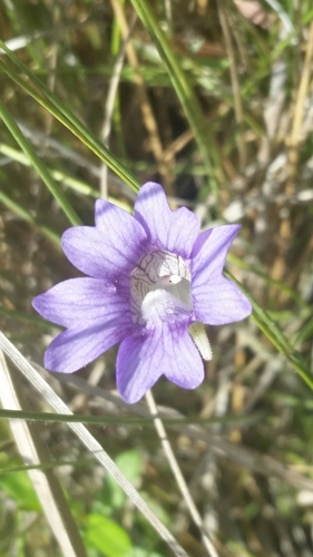 Pinguicula caerulea