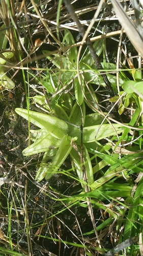 Pinguicula caerulea