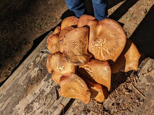 iNaturalist observation photo of Yellow-gilled Gymnopilus