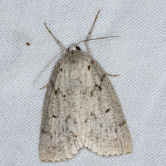 Mochlotona phasmatias