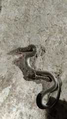 Erythrolamprus ceii