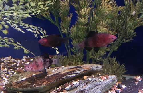 Pethia nigrofasciata