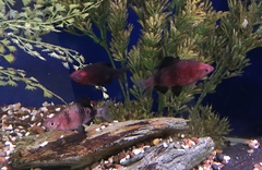 Pethia nigrofasciata