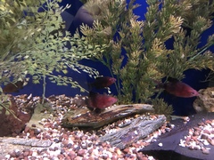 Pethia nigrofasciata