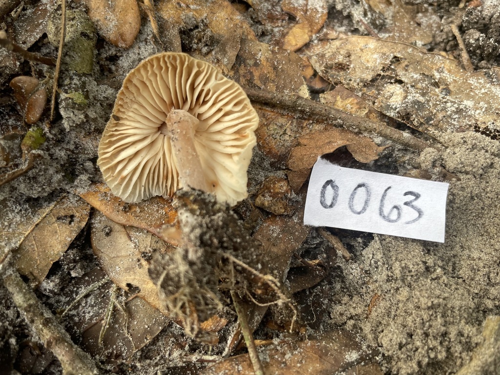 Gymnopus sp. 'FL02'