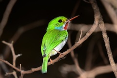 Todus multicolor