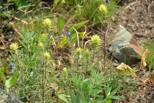 Image of Castilleja cervina by no rights reserved