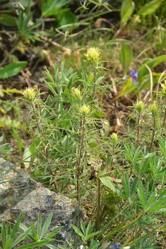 Image of Castilleja cervina by no rights reserved
