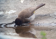 Pycnonotus nigricans