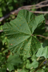 Puccinia malvacearum