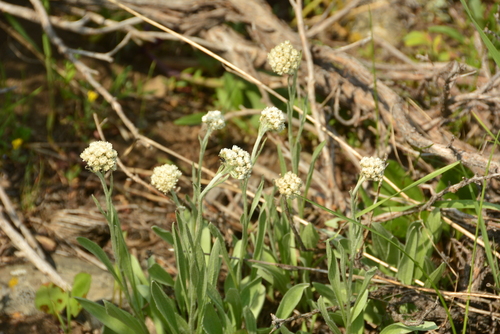 Image of Antennaria anaphaloides by no rights reserved