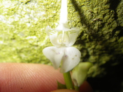 Disperis anthoceros