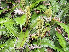Blechnum durum