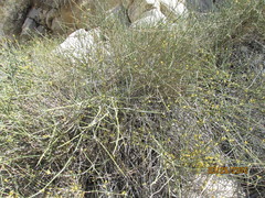 Ephedra nevadensis