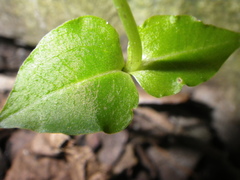 Disperis anthoceros