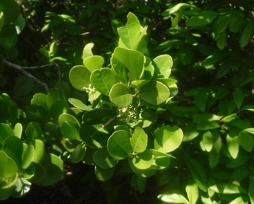 West Indian Falsebox (Gyminda latifolia)