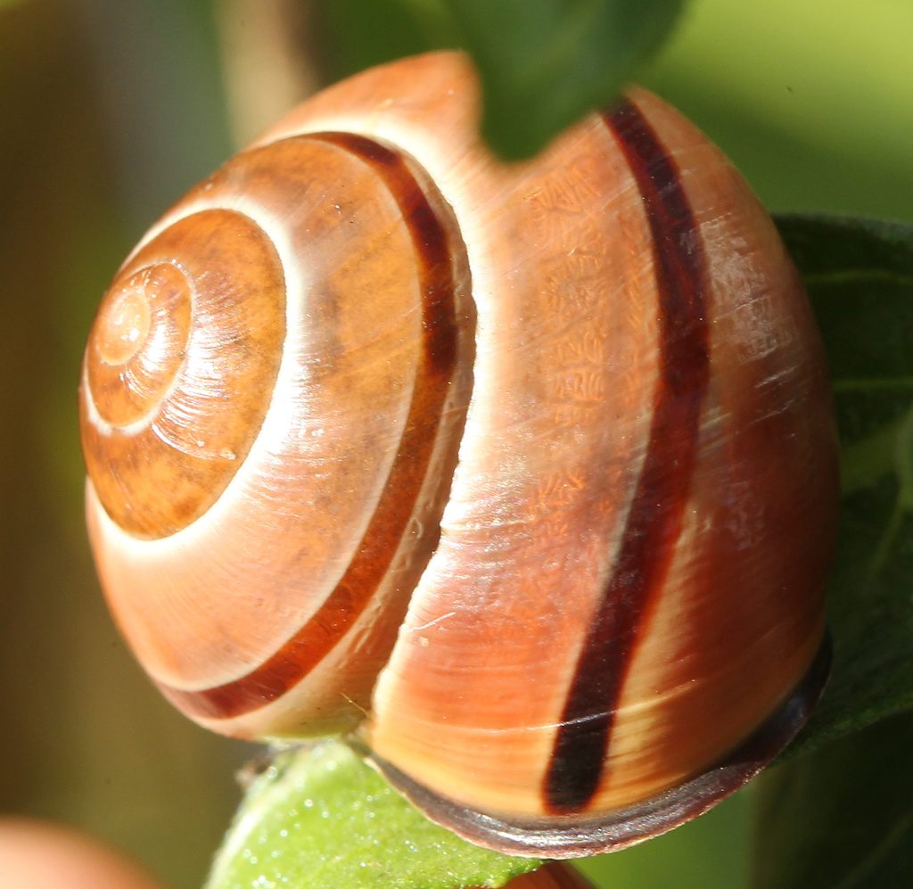 Brownlipped Snail from Jamaica Plain, Boston, MA, USA on October 4