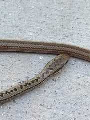 Philodryas psammophidea