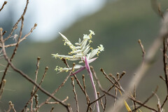 Tillandsia: Herkunft und Verwendung — Foto 3