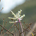 Tillandsia: Herkunft und Verwendung — foto 3
