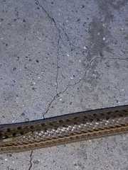 Philodryas psammophidea