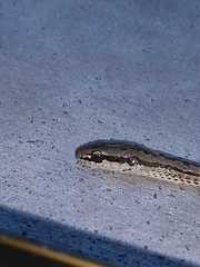 Philodryas psammophidea