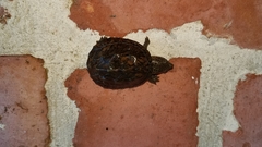 Sternotherus minor
