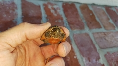 Sternotherus minor