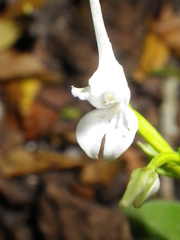 Disperis anthoceros