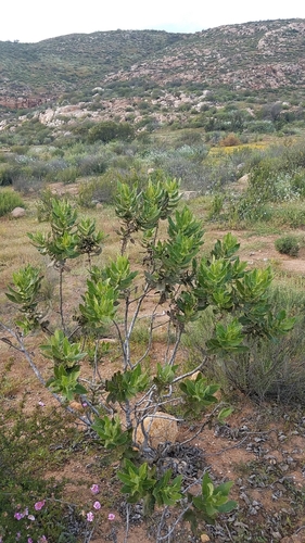 Eriodictyon sessilifolium (Eriodictyon sessilifolium)