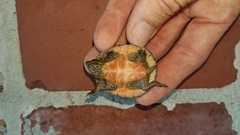 Sternotherus minor