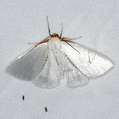 Thalaina selenaea