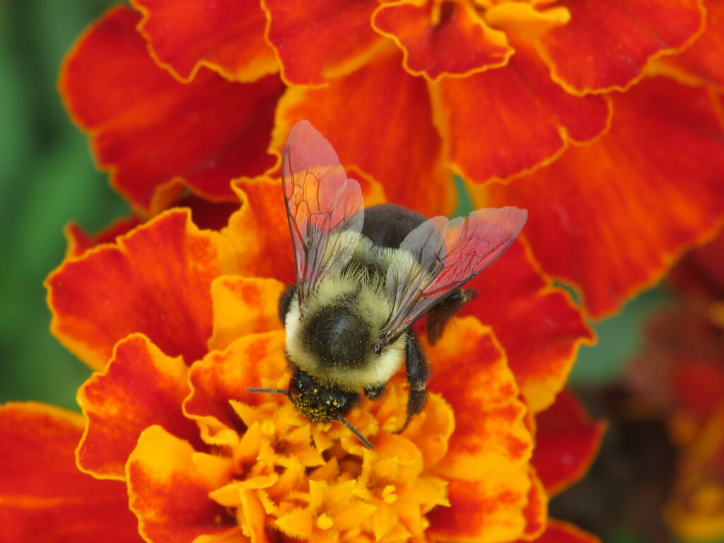 Common eastern bumble bee from rockford il usa on october 4 2023 at
