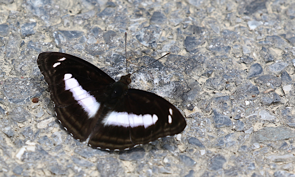 Athyma whitei