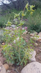 Penstemon spectabilis subinteger