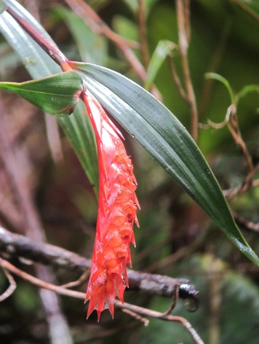 Elleanthus bifarius Garay