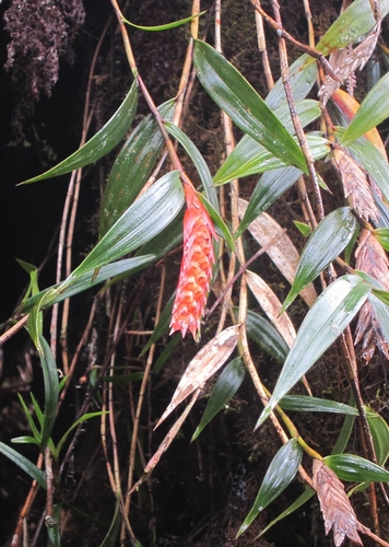Elleanthus bifarius Garay 2