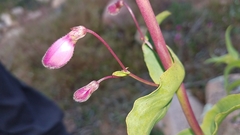 Penstemon spectabilis subinteger