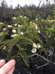 Chamaebatia australis