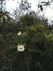 Chamaebatia australis